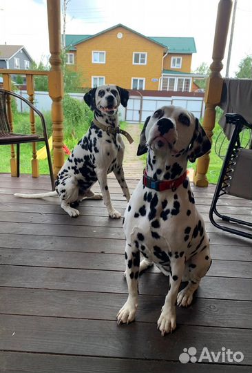 Далматинец щенок