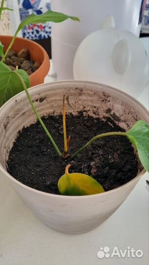 Антуриум чёрный