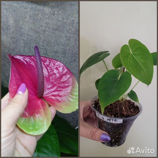 Антуриум (гибриды)