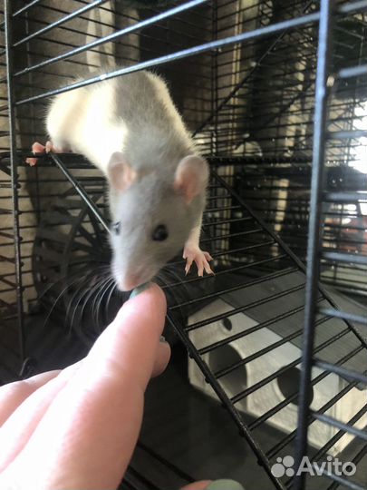 Крыса дамбо с клеткой