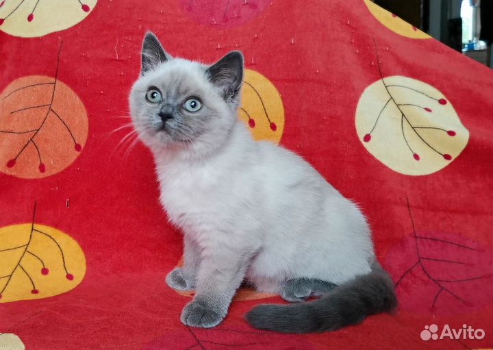 Котёнок, девочка