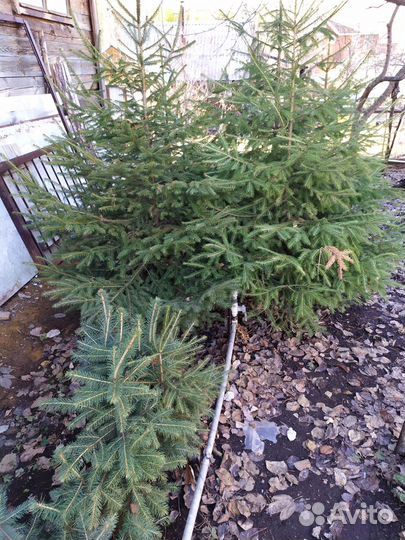 Ель голубая