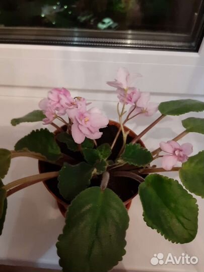 Фиалка в горшках