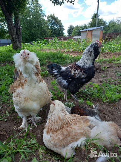 Петухи Фавероль