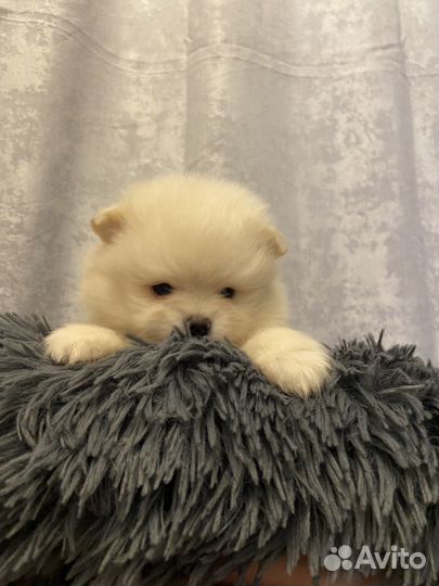 Щенки шпица