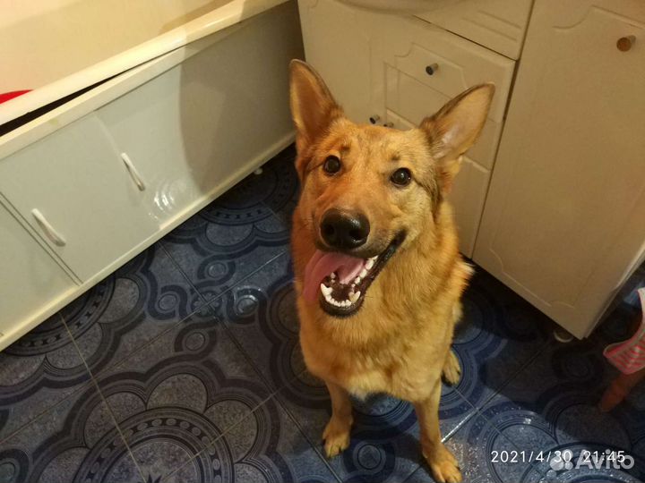 Передержка всех видов животных, гуляю с собаками