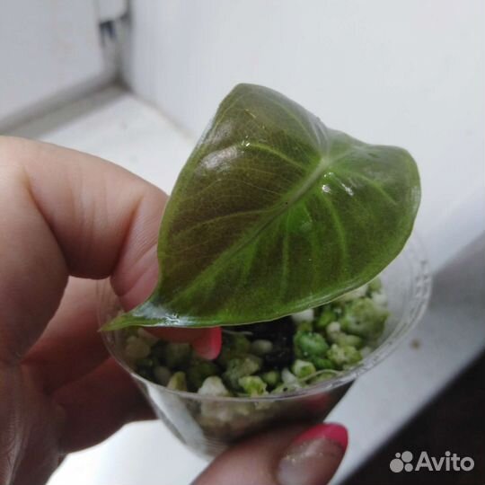 Комнатные растения, цветы разные