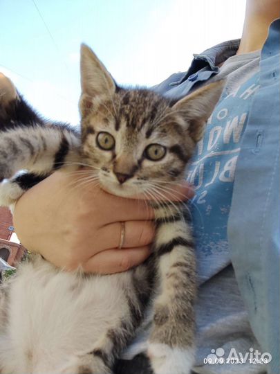 Котята девочки подкидыши