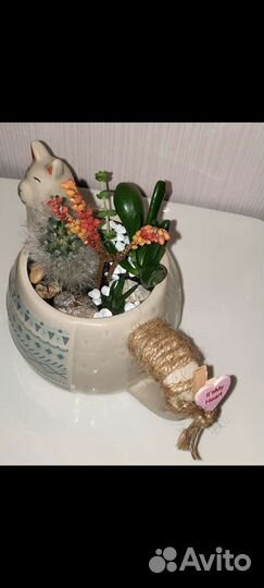 Композиция, суккуленты