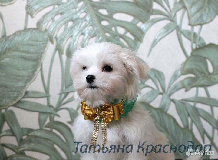 Мальтезе щенки с документами РКФ