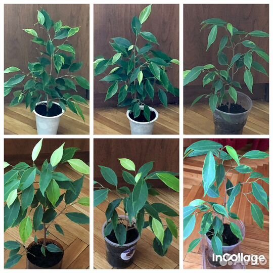 Фикусы, плющ, традесканция