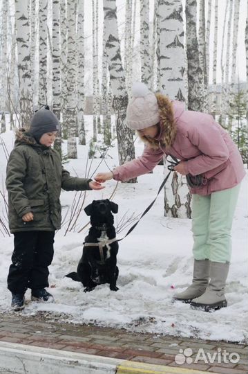 Собака в добрые руки