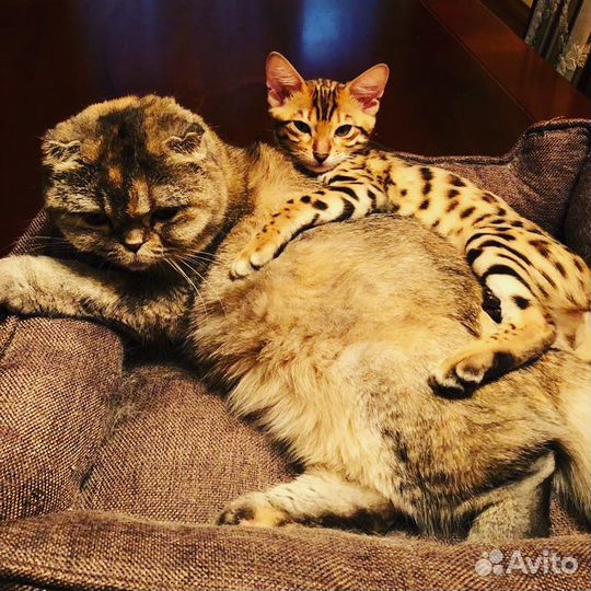 Замечательные игривые ласковые бенгалы
