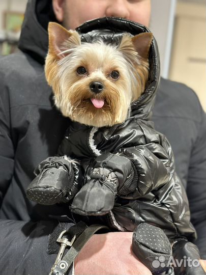 Случка собаки