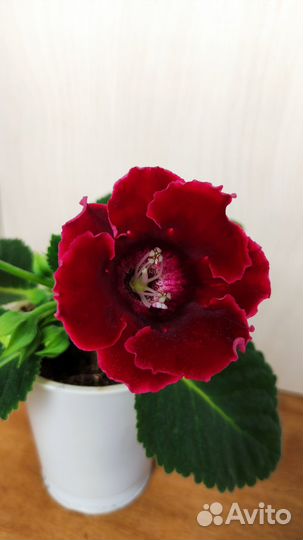 Глоксинии немахровые