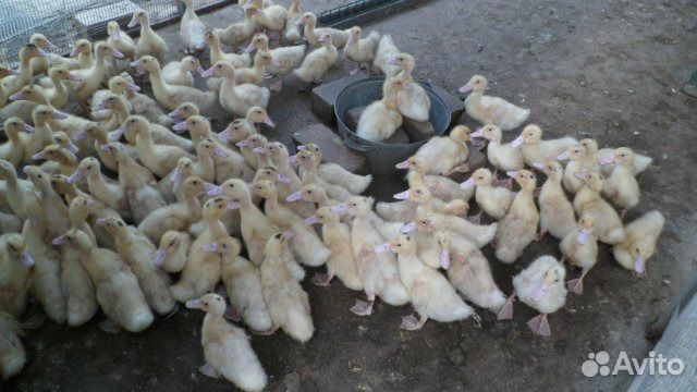 Муларды, 4 недели,утята и другая птица