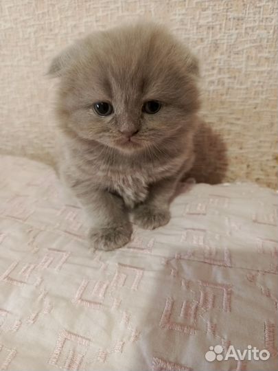 Британские котята