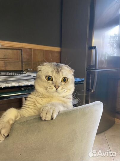 Шотландский кот ищет кошечку