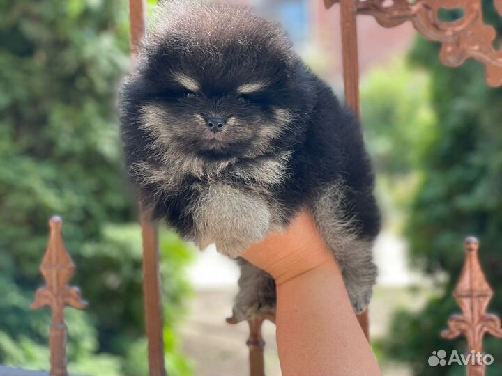 Микро помики мальчики медвежата