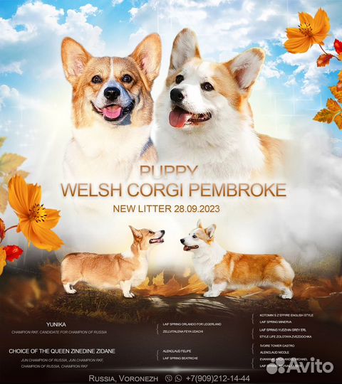 Презентация собак