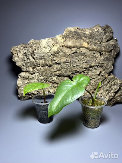 Алоказия дыхание дракона и другие