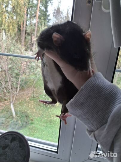 Крыса дамбо