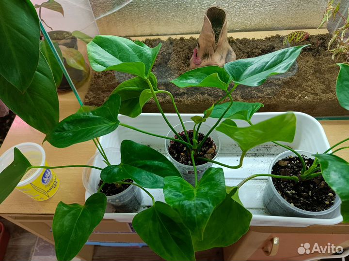 Антуриум Ливиум