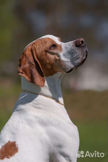 Собака для съёмок в рекламе, кино, фотосессиях