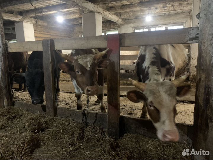 Быки айрширской породы