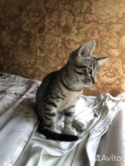 Отдам котенка в добрые руки