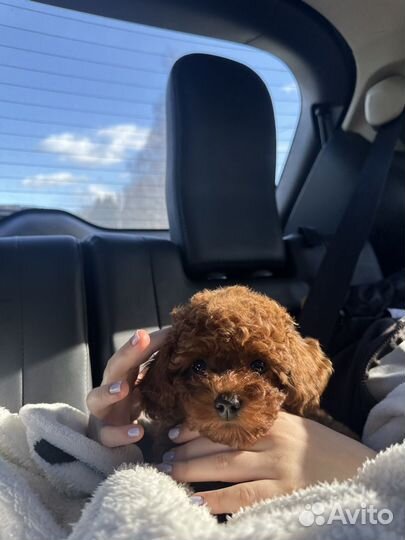 Тикап тедди пудель китай девочка