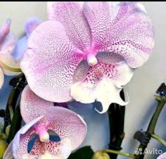 Орхидея Qween Kizz