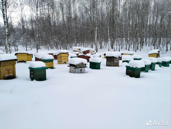 Пчелы