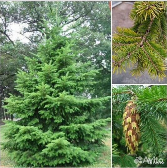 Куннингамия,Псевдотсуги,Кипарис Аризонский семена