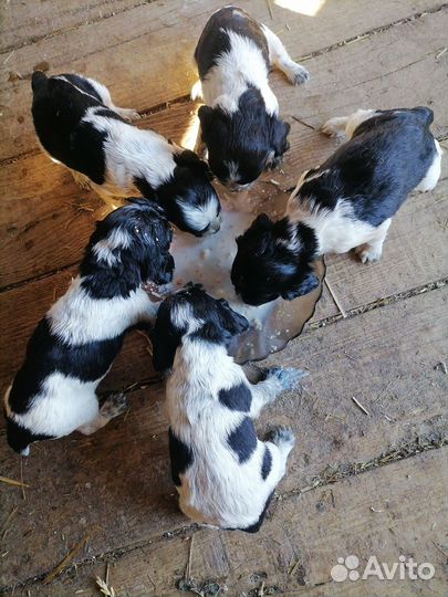 Щенки русского спаниеля