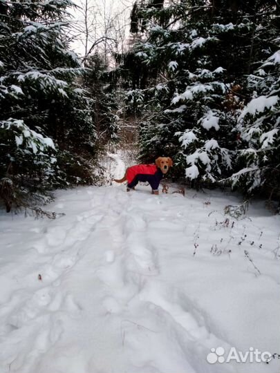Дождевик для собак