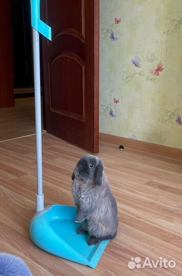 Карликовый вислоухий крольчонок мардер