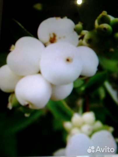 Снежноягодник