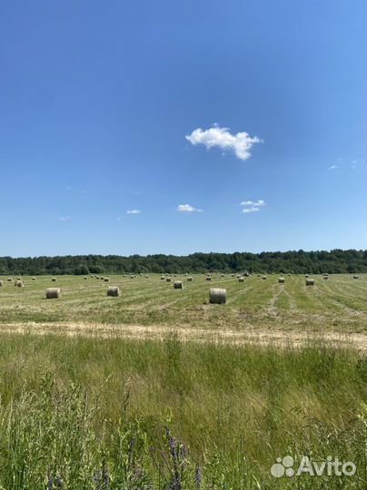 Консультирование в сфере мясного животноводства