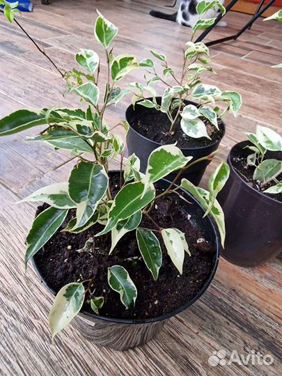 Фикус бенджамина