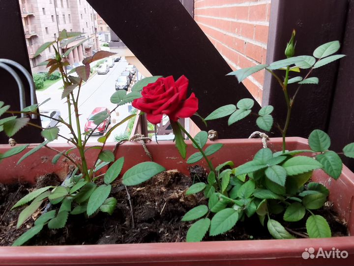 Роза комнатная домашняя