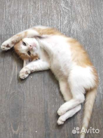 Котенок