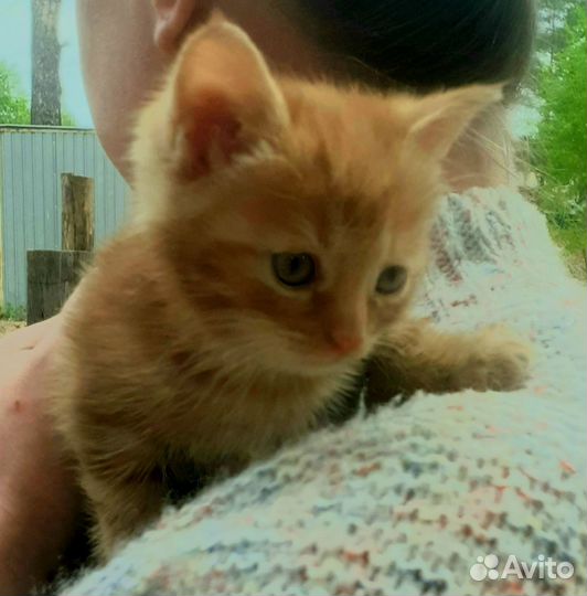 Котята в добрые руки даром