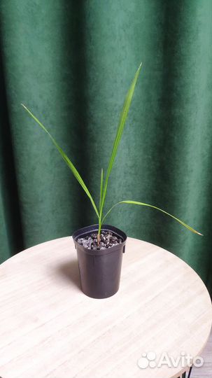 Пальма вашингтония