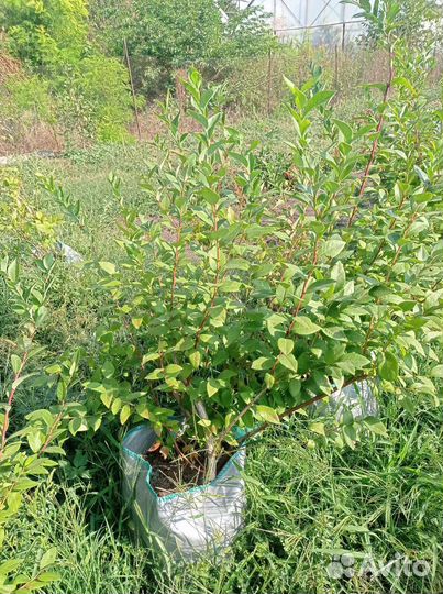 Саженцы голубики