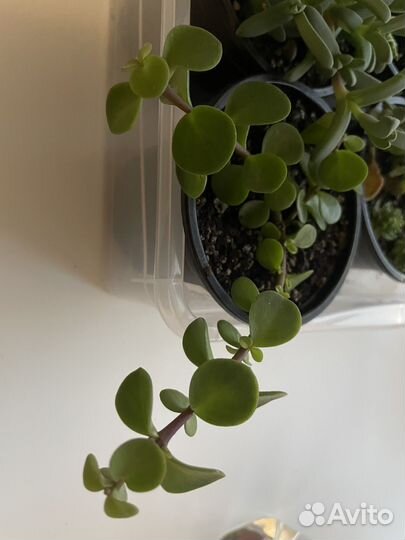 Суккуленты набор