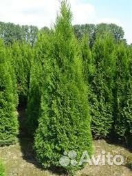 Туя западная 