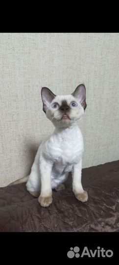 Девон -рекс кошечка