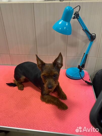 Уход за животными