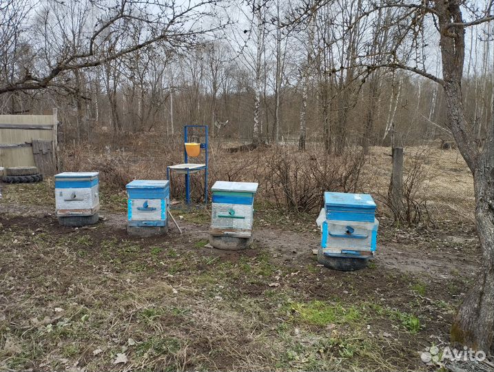 Продам пчел с ульями